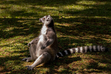 Naklejka na ściany i meble Lemur sitting down under the shade and sun