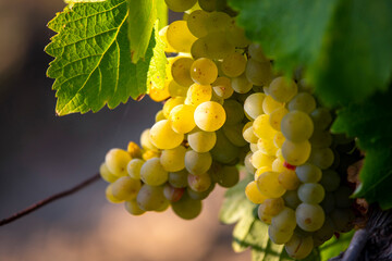 Grappe de raisin blanc dans un vignoble en automne.