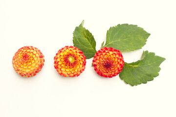 Flat lay composition with beautiful dahlia flowers on white wooden background.