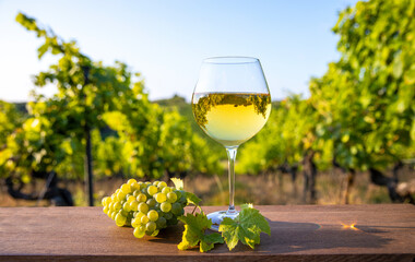 Verre de vin blanc au milieu des vignes en Anjou, France.