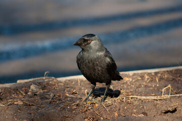 A black jackdaw in search of food on the spring lawn. Bird close-up