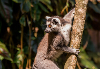 Lemur hanging in the tree