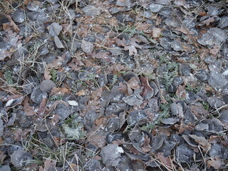 Brown winter leaves with hoarfrost