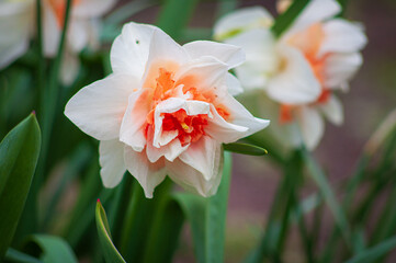 Naklejka premium Huge inflorescences of daffodils of white color with a bright orange middle