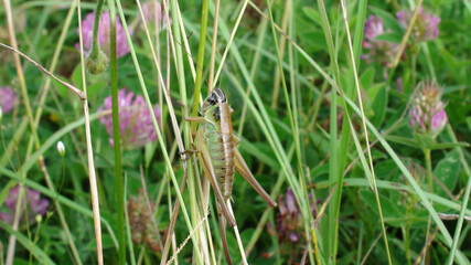 Closeup shot of a Grasshopper in the field amid dense greenery and purple flowers