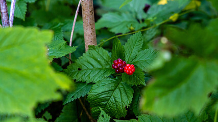 berries on leaves