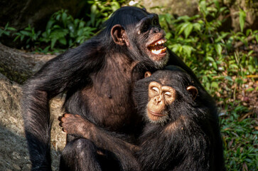 chimpanzee mad about other chimpanzee