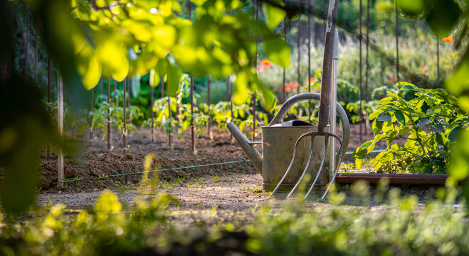 Superbe jardin potager au printemps, arrosoir et fourche au milieu des l&eacute;gumes.