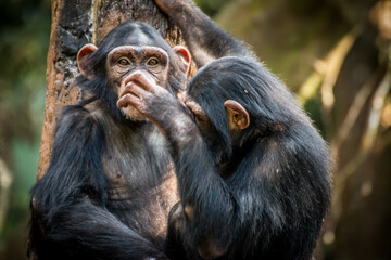Chimpanzee sibling hugging each other	
