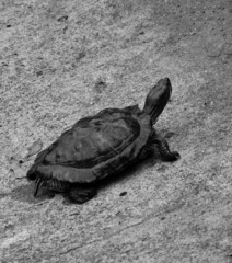 turtle on the rocks