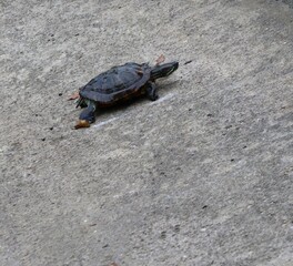 tortoise on concrete floor