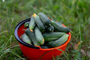 Fresh cucumbers in an orange bucket against a background of green grass