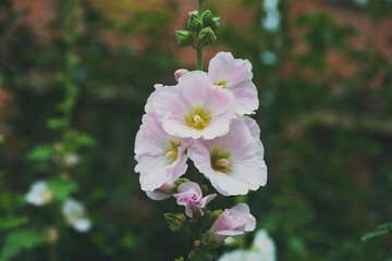 Pink mallow flower in a flowerbed against a background of green leaves