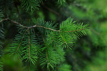 Wide green spruce branches in spring with young shoots and cones that have just appeared