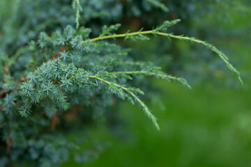 Wide green spruce branches in spring with young shoots and cones that have just appeared