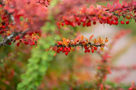 Red ripe barberry on an autumn branch