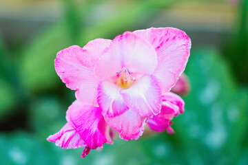Decorative garden flower gladiolus pink, top view
