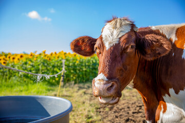 Vache laitière à l'abreuvoir, portrait de bovin avec humour.