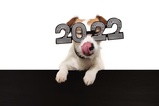 dog new year with paws over black edge linking with tongue its nose and wearing  glasses with the text 2022, on a white background