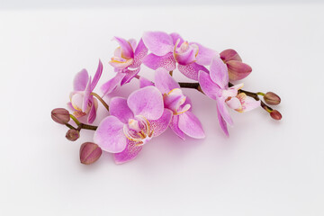 Pink orchid isolated on white background.