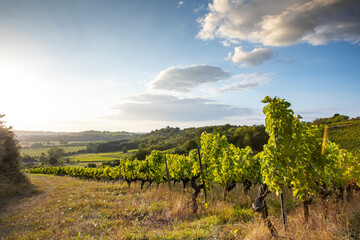 Paysage de vigne, vue sur un vignoble en Anjou, France.