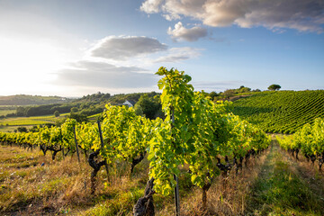 Fototapeta na wymiar Paysage en Anjou dans les vignobles du Layon avant les vendanges.