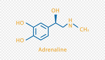 Adrenaline chemical formula. Adrenaline structural chemical formula isolated on transparent background.