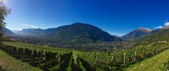 vineyard in the Italian  mountains