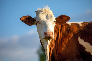 Vache de race laitière ou Normande au soleil dans les champs. - obrazy, fototapety, plakaty