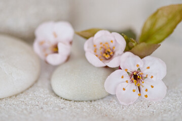 Fototapeta na wymiar Minimalistic Cherry Blossom Still Life
