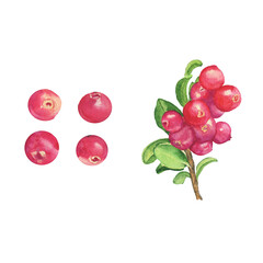 Aquarelle cowberry set berry elements isolated on white background. Watercolor hand drawing illustration. Lingonberry food.