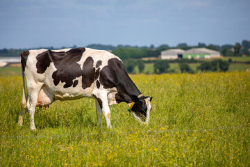 Vache laitière noir et blanche broutant l'herbe verte en pleine nature.