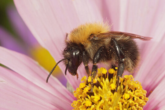 Colorful closeup on a female worker of the common carder bee, Bombus pascuorum