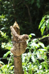 bicho preguiça atravessando a rua olhando para a câmera