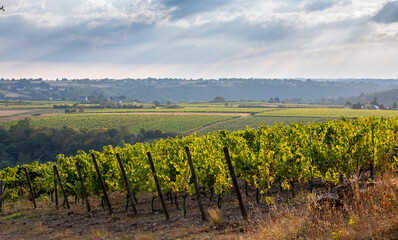 Fototapeta na wymiar Paysage d'un vignoble en France avant les vendanges.