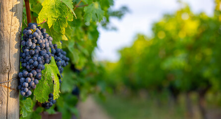 Grappe de raisin noir ou pourpre dans un paysage viticole avant les vendanges.