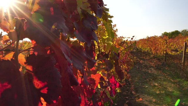 Bright autumn red orange yellow grapevine leaves at vineyard in warm sunset sunlight. Beautiful clusters of ripening grapes. Winemaking and organic fruit gardening. Close up. Selective focus.
