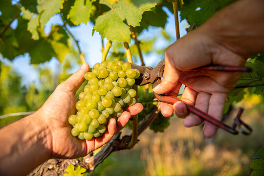 Vendanges dans les vigne, r&eacute;colte du raisin blanc de type Chardonnay en France.