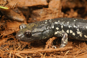 Closeup on an adult Aneides flavipunctatus, Black Salamander in