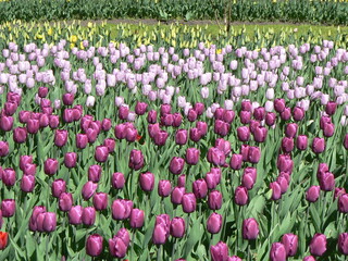 The tulip mania