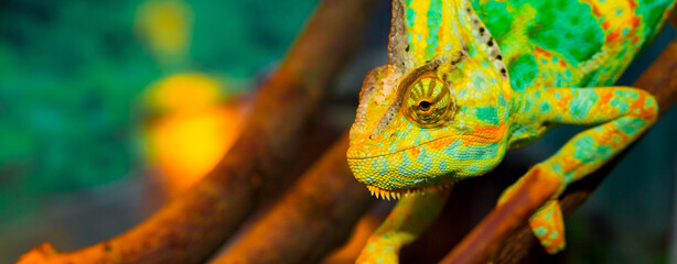Beautiful Chameleon closeup isolated on white background. Multicolor beautiful reptile chameleon...