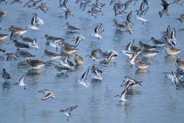 Migratory shorebirds at the Umia weltands in Galicia, Spain