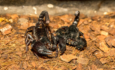 Imperial scorpion close-up on the ground. Black big scorpion. animal scorpion alive