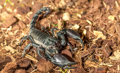 Imperial scorpion close-up on the ground. Black big scorpion. animal scorpion alive