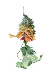 Naklejka premium Botanical watercolor illustration of Momordica on a white background. Other names are mad cucumber, Indian pomegranate. Momordica agriculture is used in Chinese folk medicine and cooking