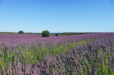 Fototapeta na wymiar Lavander purple flower fields in arid summer Spanish region, Guadalajara