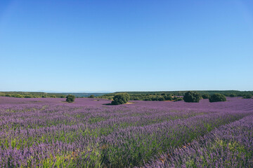 Obraz na płótnie Canvas Lavander purple flower fields in arid summer Spanish region, Guadalajara