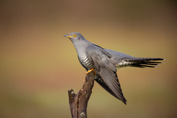Closeup shot of a cuckoo bird on the tree branch
