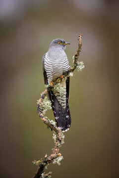 Closeup shot of a cuckoo bird on the tree branch