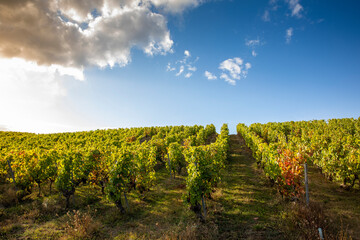 Alignement de cèpe de vigne dans un vignoble au soleil.